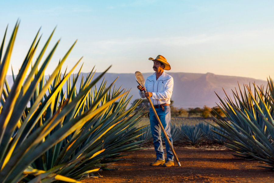 Ruta del tequila