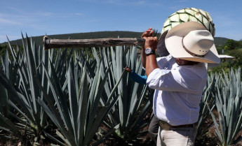 Ruta de mezcal de puebla