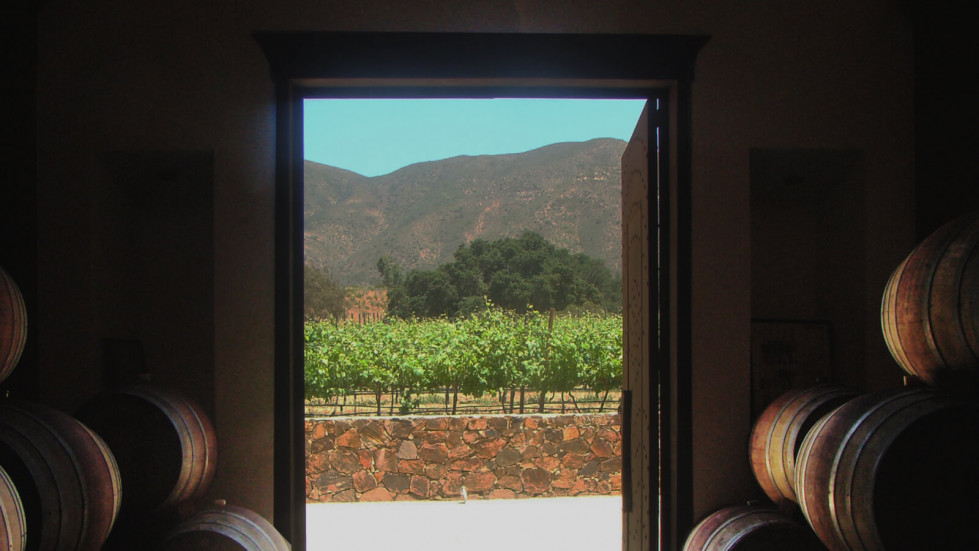 Bodega vinisterra