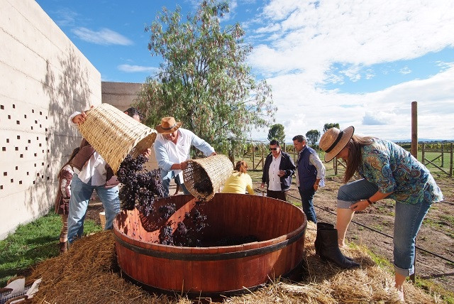 Pisada de uva tradicion